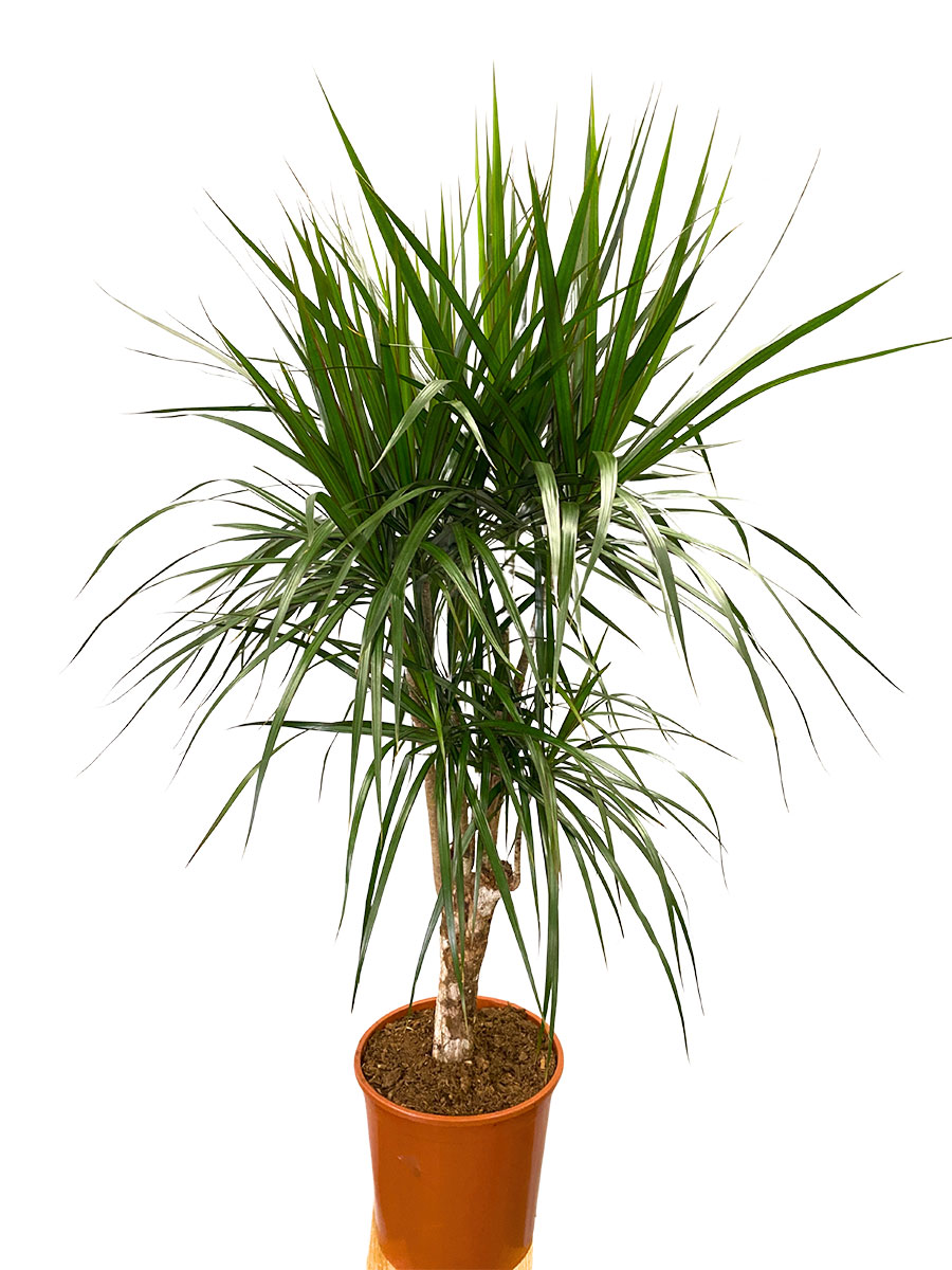 Dracaena Marginata Verzweigt