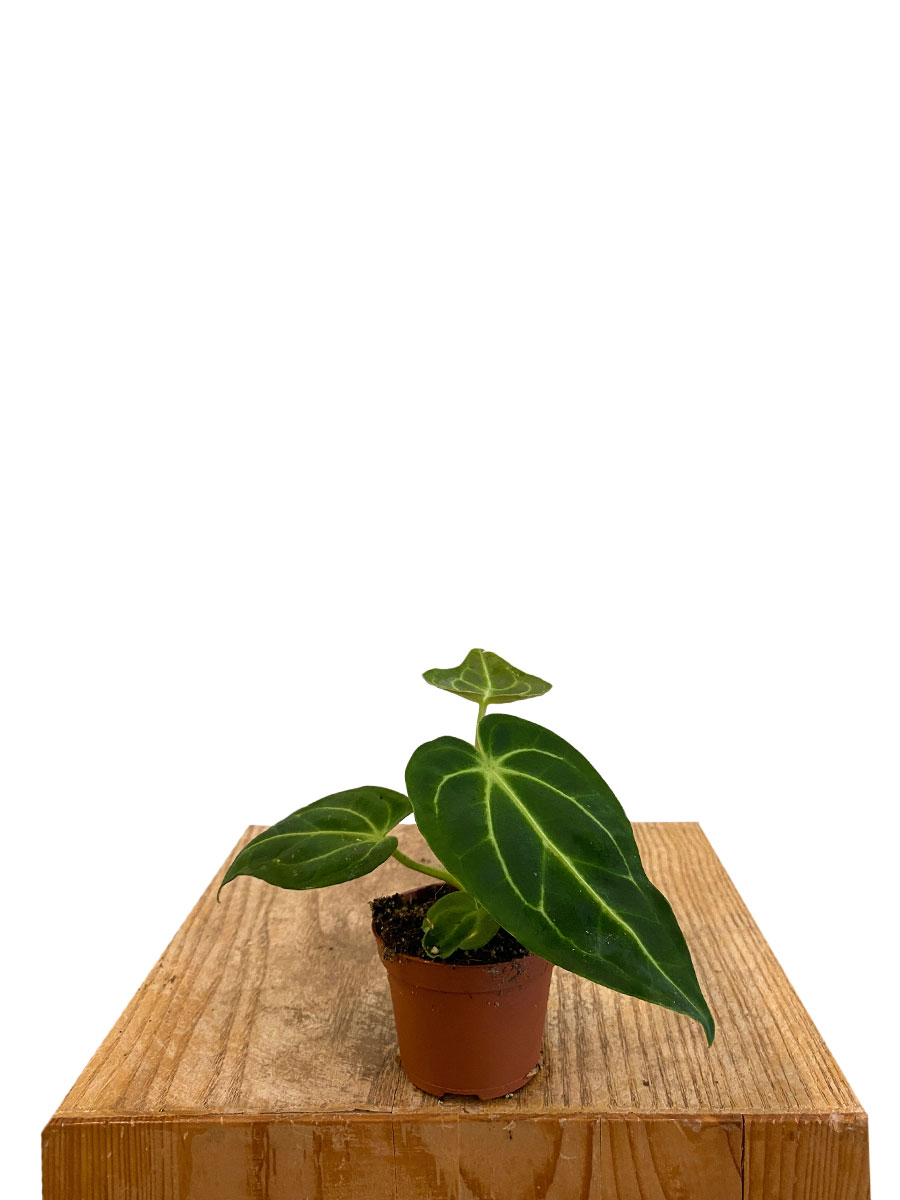Baby Anthurium Regale