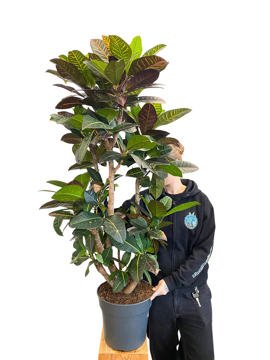 Wunderstrauch Codiaeum Petra Verzweigt - Gross