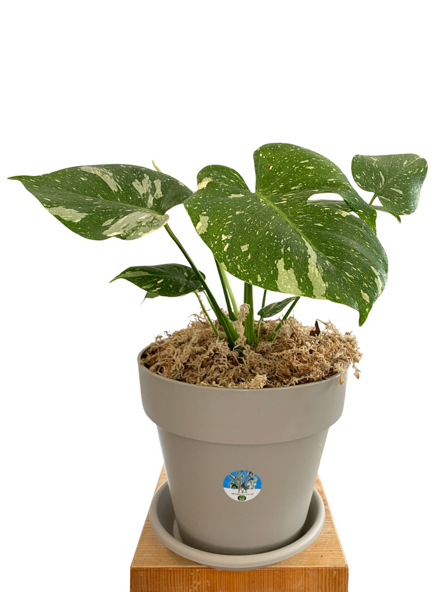 Monstera Thai Constellation