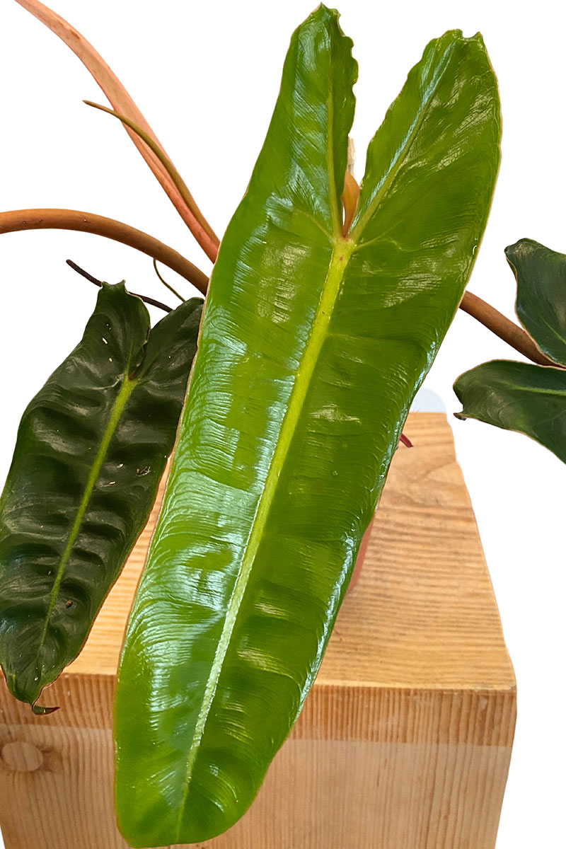 Philodendron Billietiae