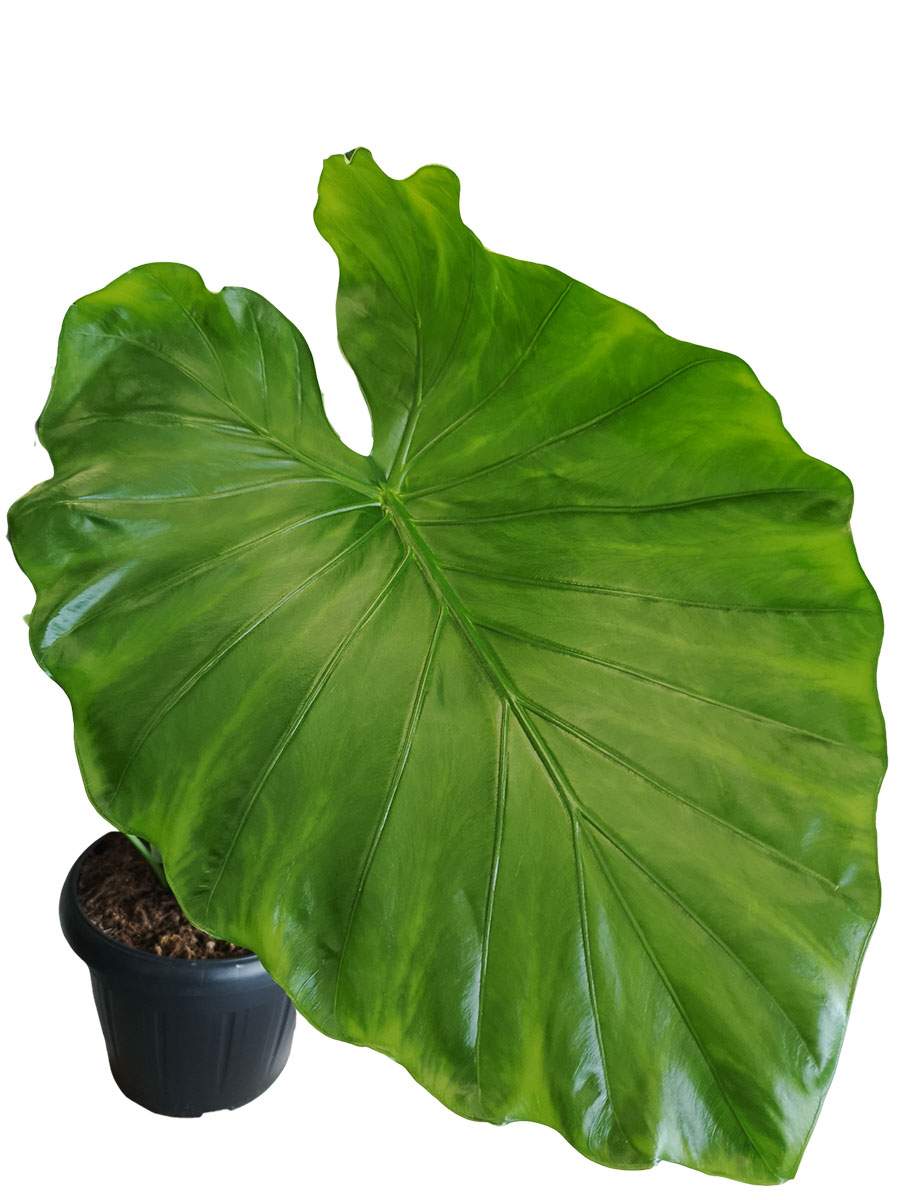 Alocasia Macrorrhiza