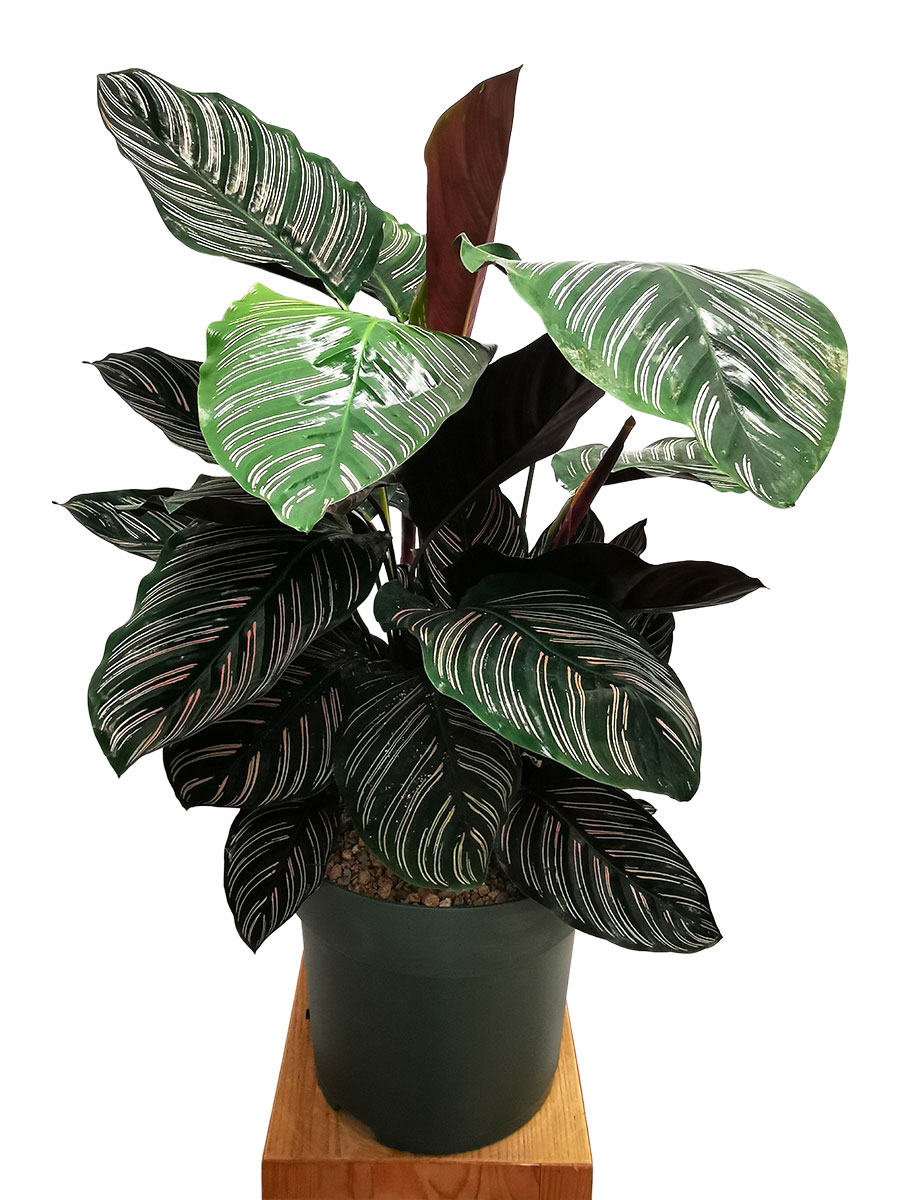 Calathea Ornata