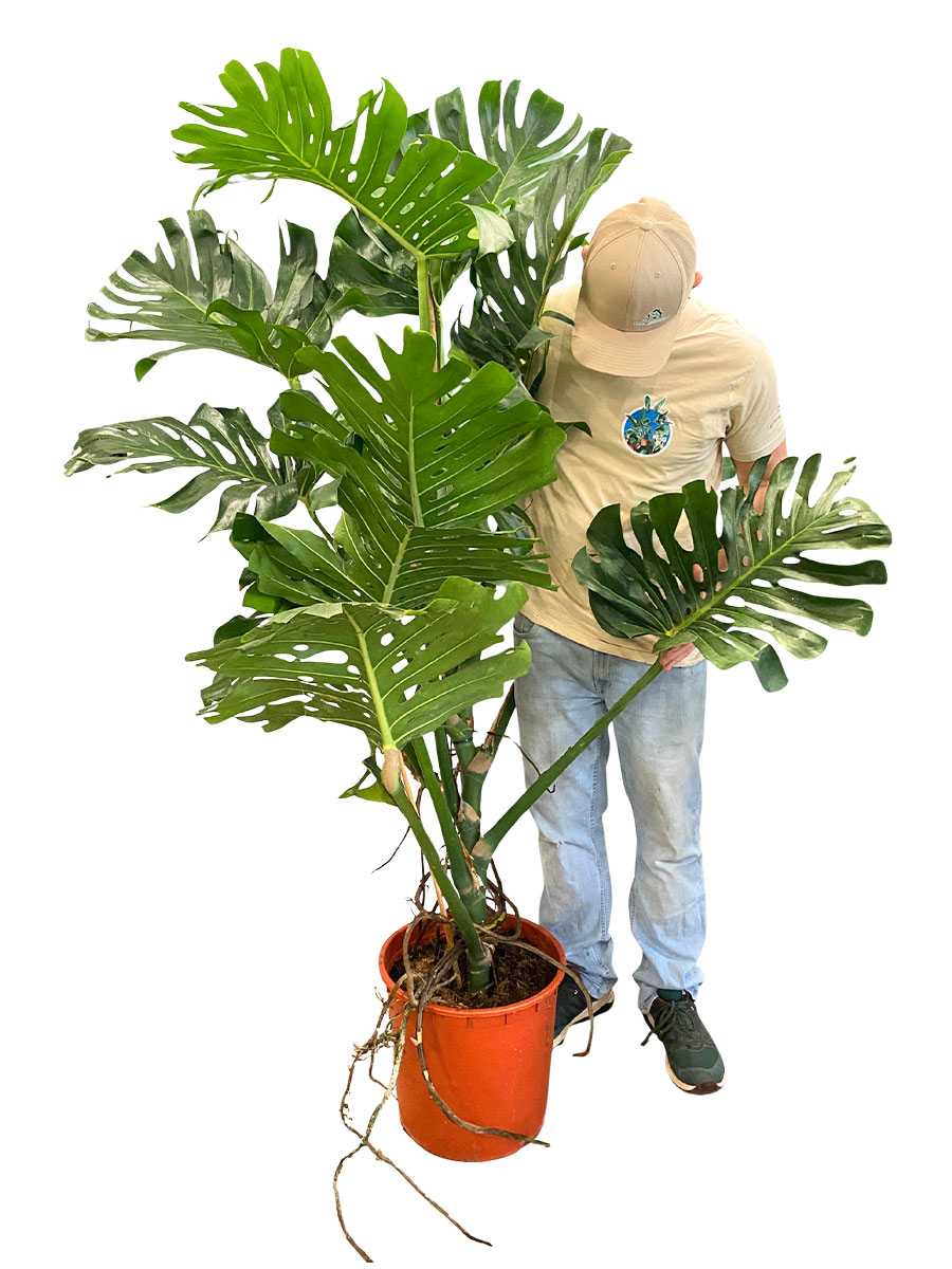 Monstera Deliciosa - Big Leaf
