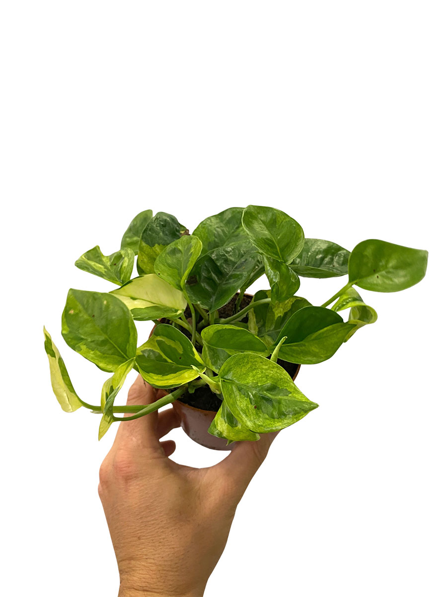 Epipremnum Lemon Joy