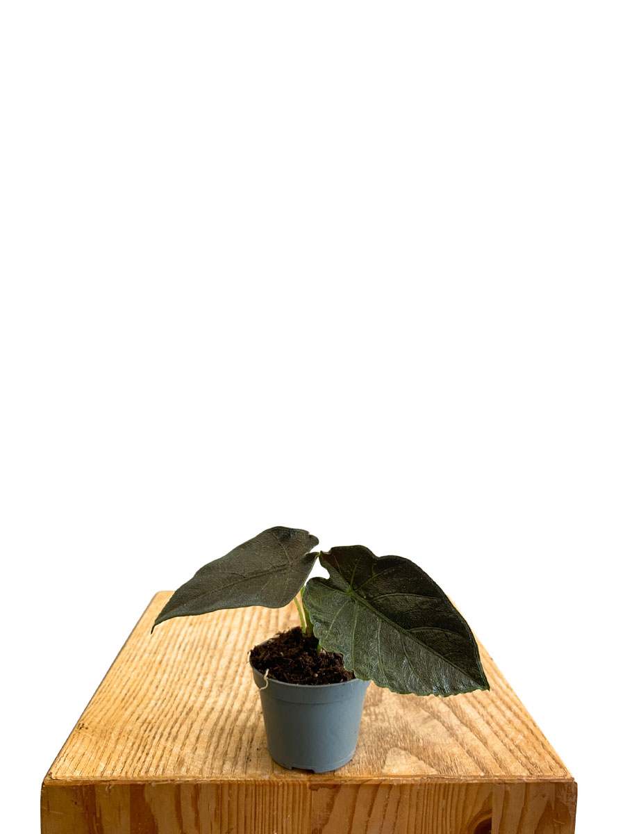 Baby Alocasia Antoro Velvet