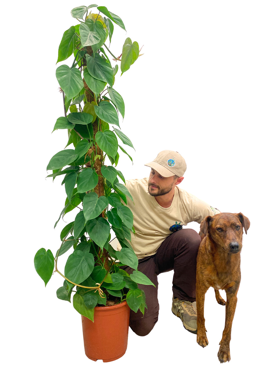 Philodendron scandens Moosstab 150cm