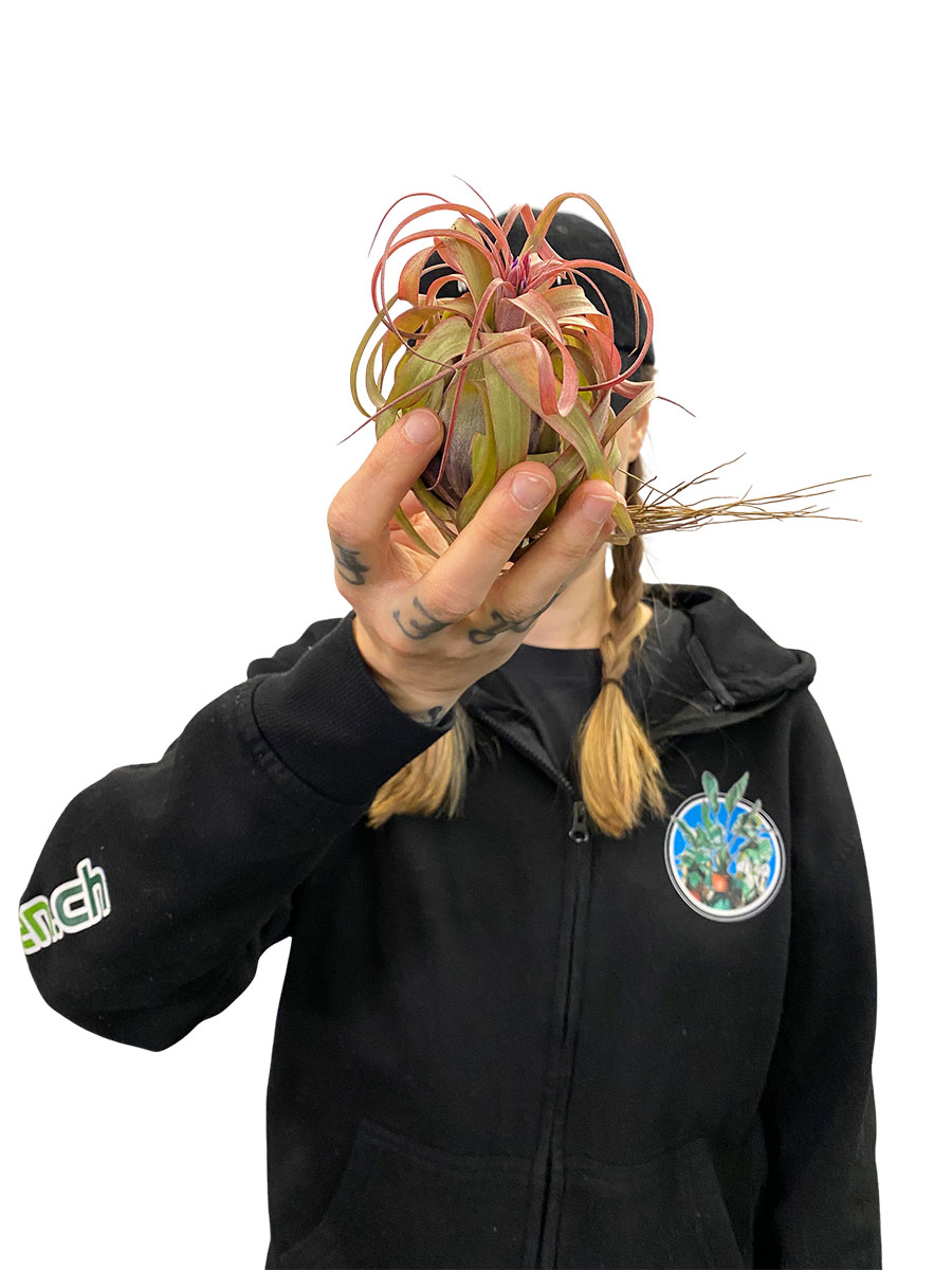 Tillandsia Eric Knobloch