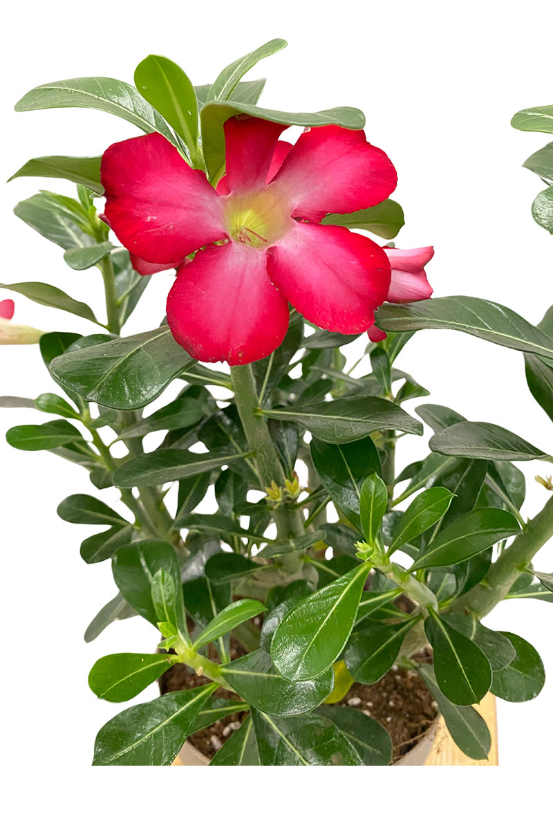 Wüstenrose Adenium Obesum Anouk