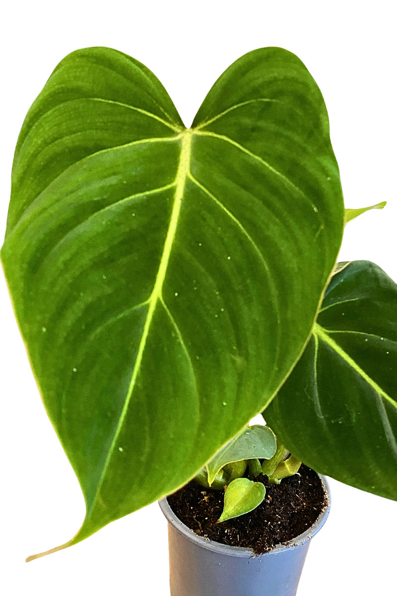 Philodendron Gloriosum
