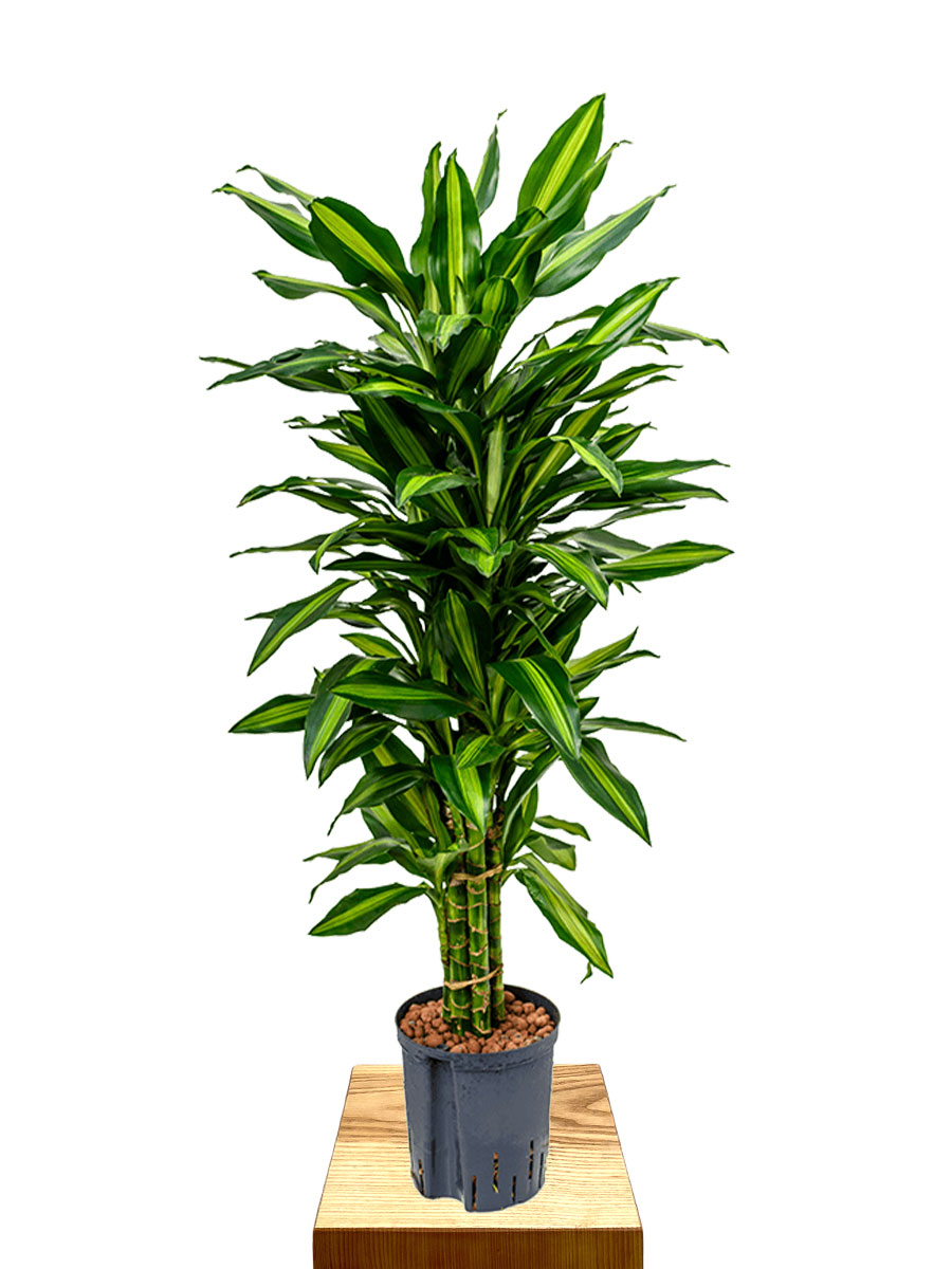 Hydro - Dracaena fragrans Cintho