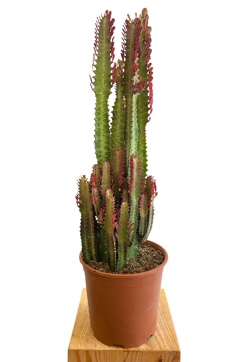 Euphorbia Trigona Rubra