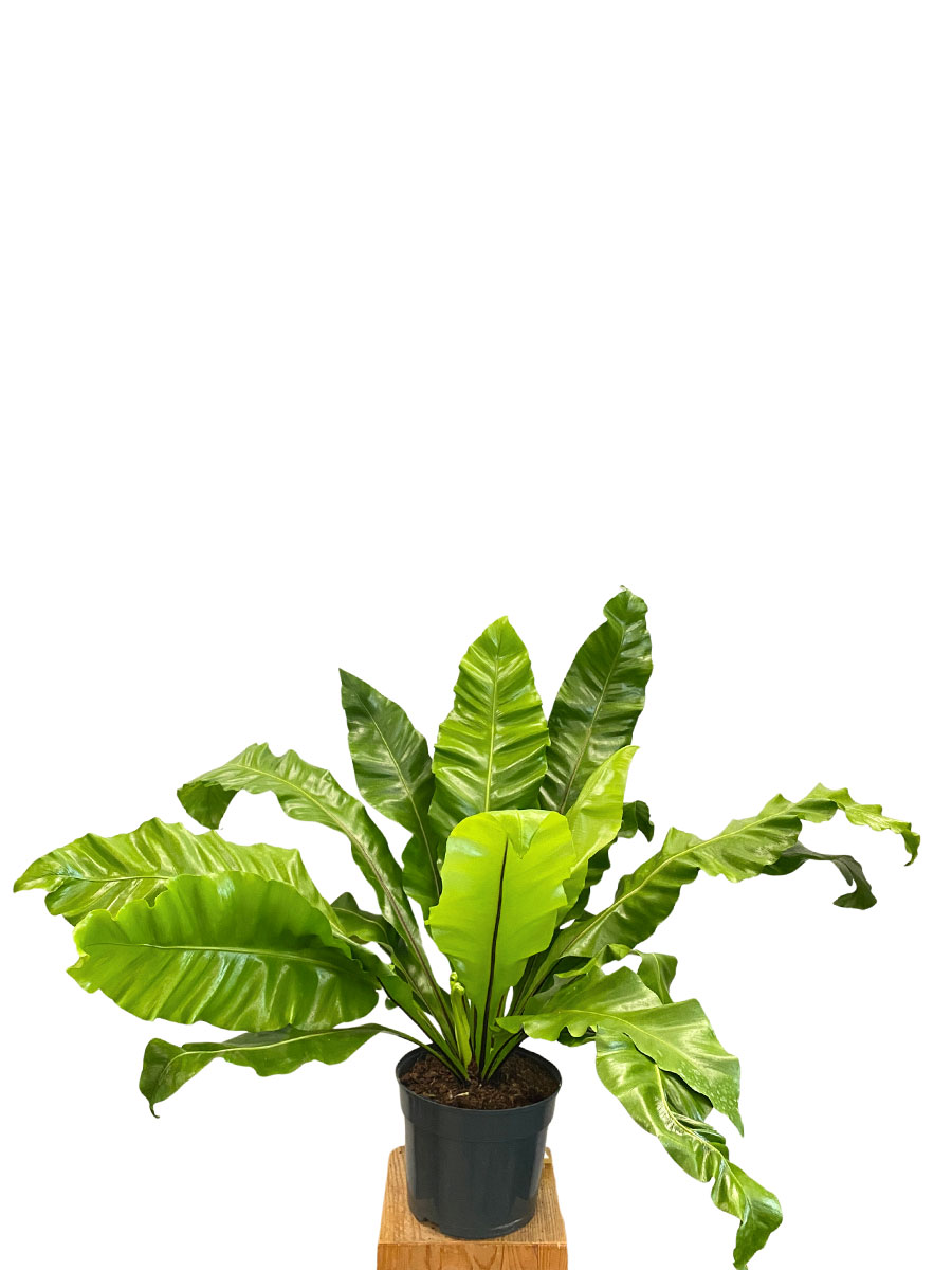 Nestfarn Asplenium Nidus - Gross