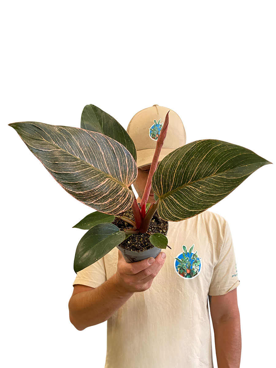 Philodendron Rosa Bikini