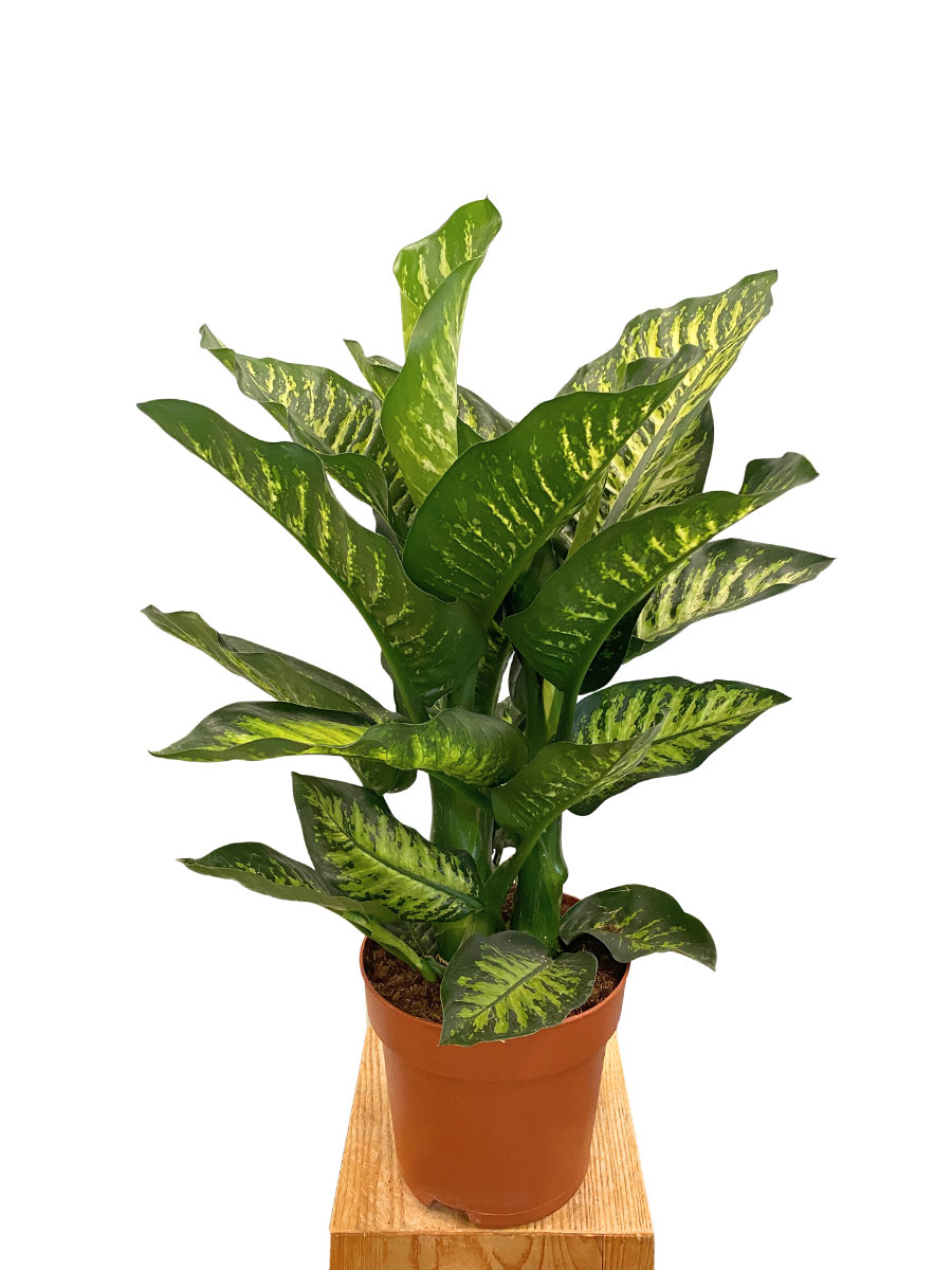 Dieffenbachia Seguine Marobe - Ø21 cm