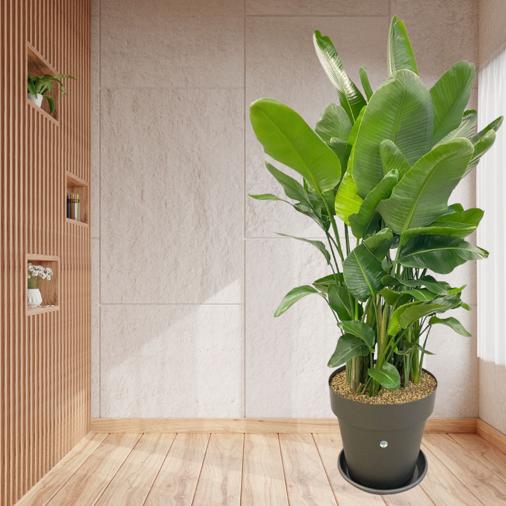 Strelitzia Nicolai - Super Size