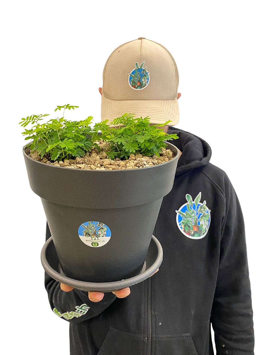 Echte Mimose Mimosa Pudica