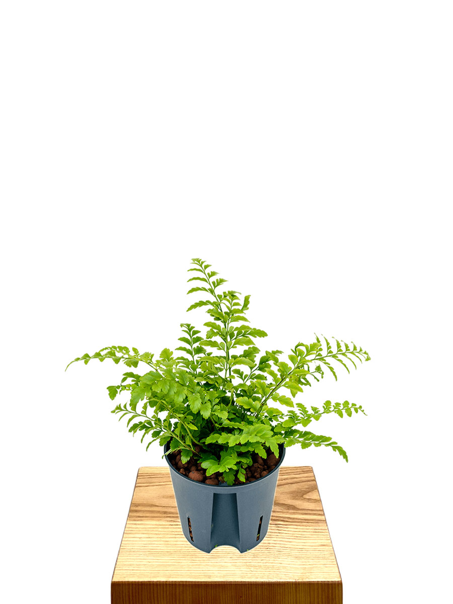 Hydro - Nestfarn Asplenium Parvati