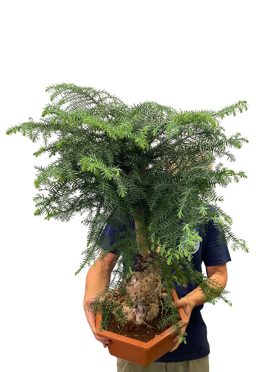 Araucaria Cunninghamii Bonsai S- Form - Ø33 cm
