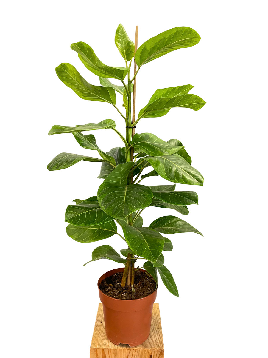 Ficus Altissima Yellow Gem