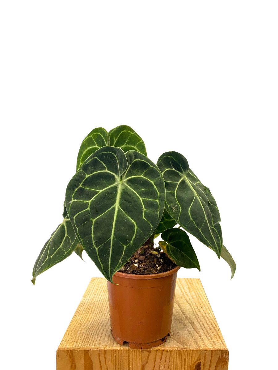 Anthurium Clarinervium