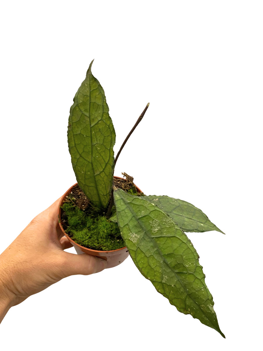 Hoya Clemensiorum Dark Leaf 