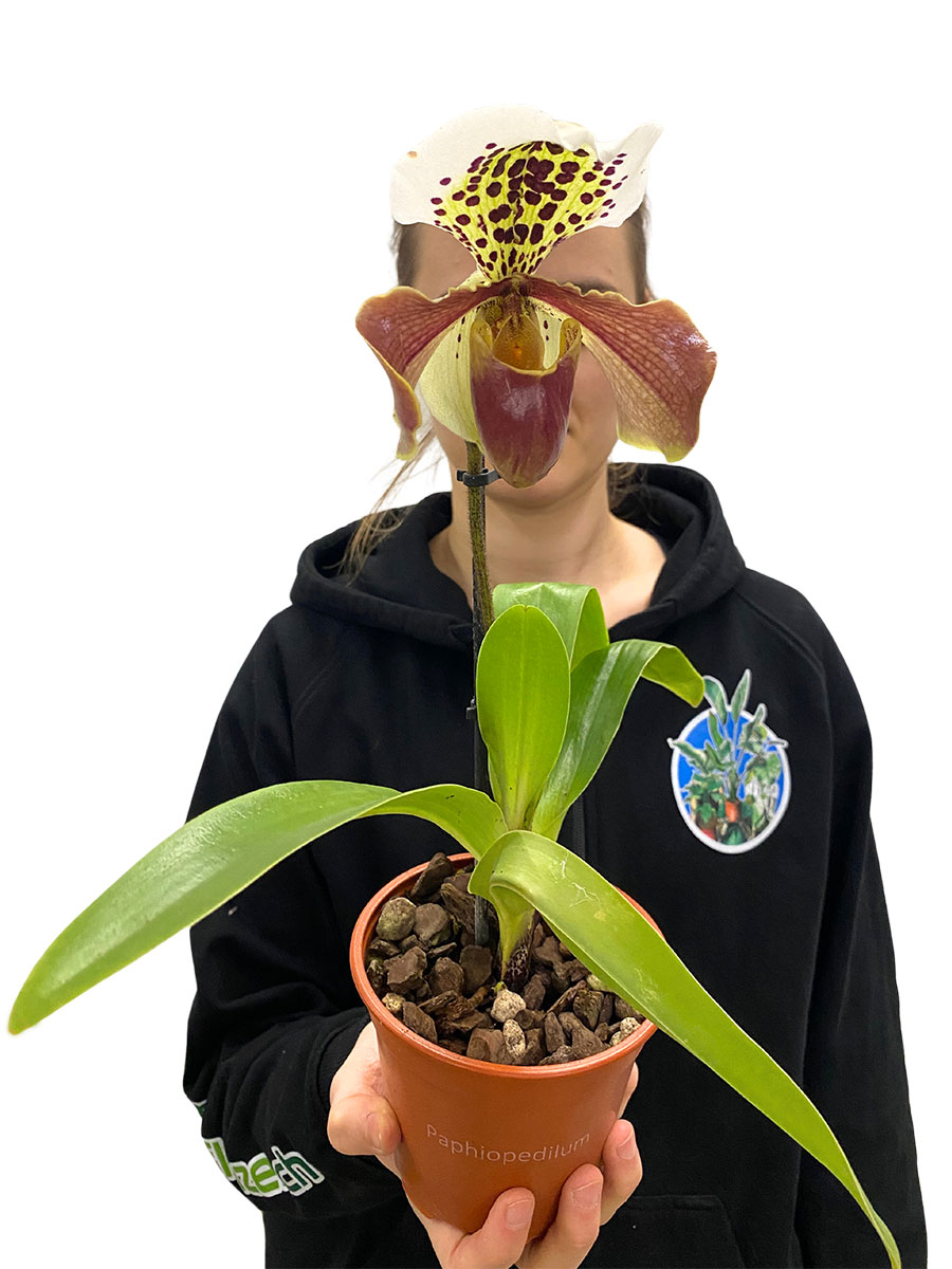 Frauenschuhorchidee Paphiopedilum USA