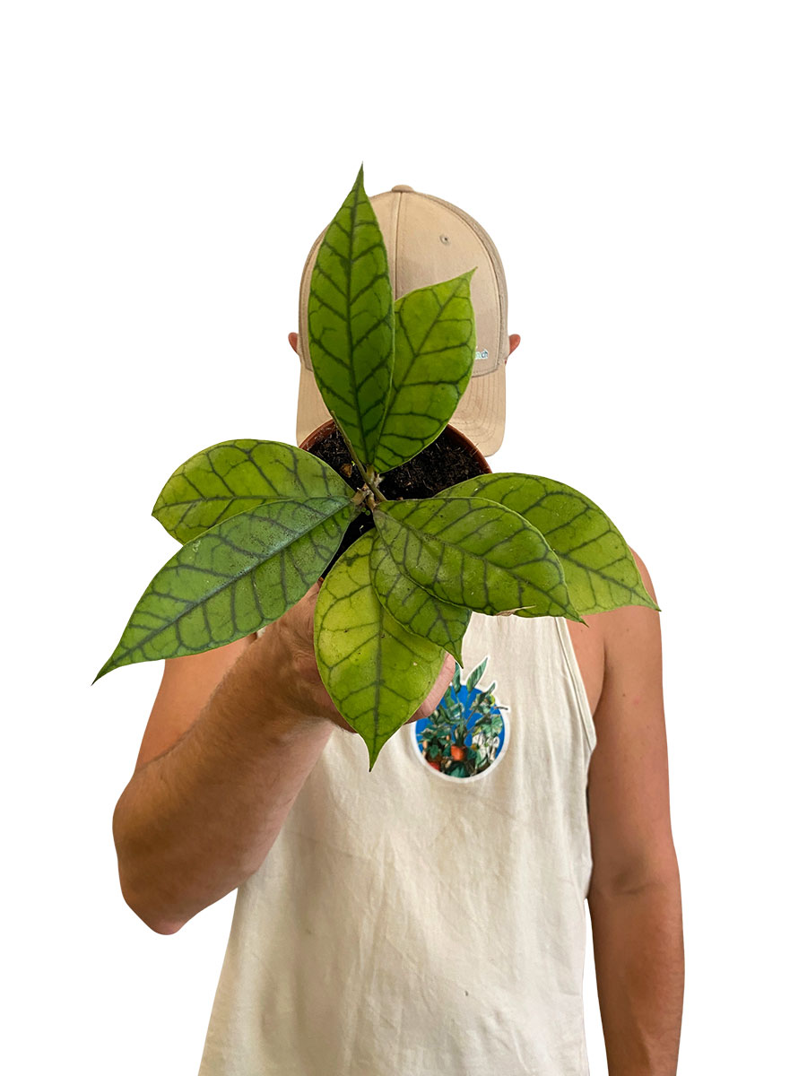 Hoya Callistophylla - Ø9 cm