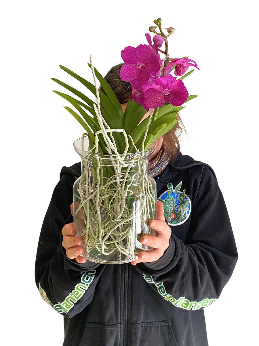 Vanda Bose Orchidee Pink im Glas