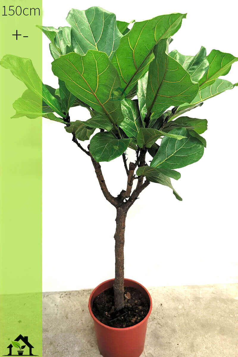 Geigenfeige Ficus lyrata Stamm 150cm