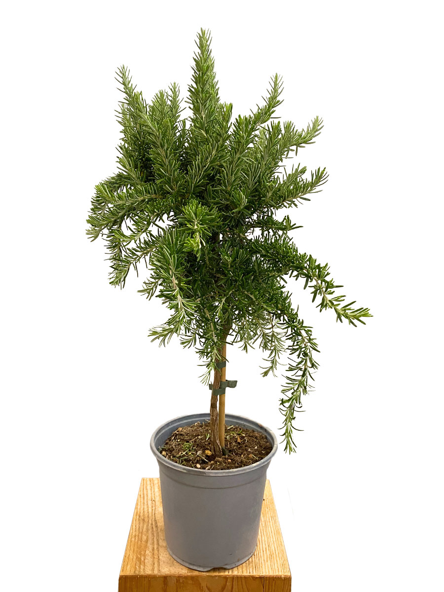 Rosmarinus Officinalis Prostratus Stamm