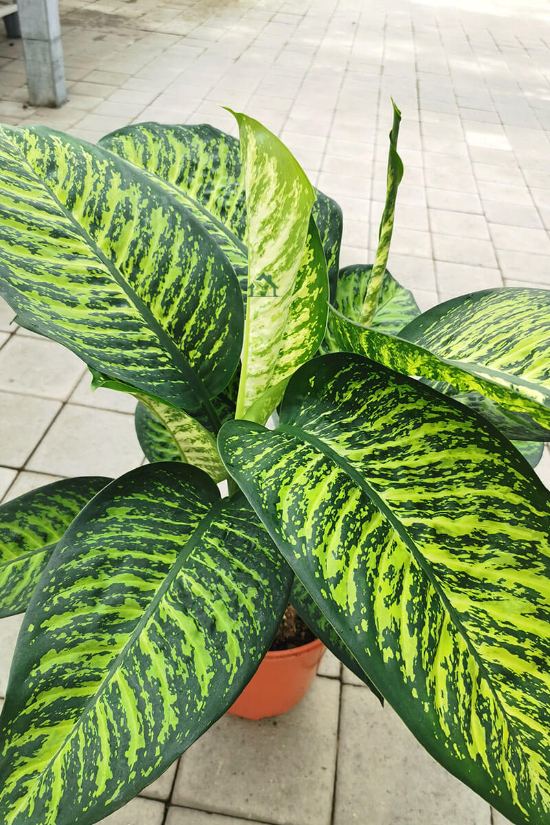 Dieffenbachia Tropical Jewel 70cm