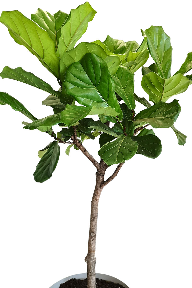 Geigenfeige Ficus lyrata Stamm - Gross