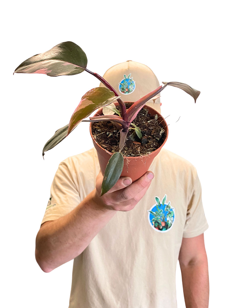 Philodendron Pink Princess
