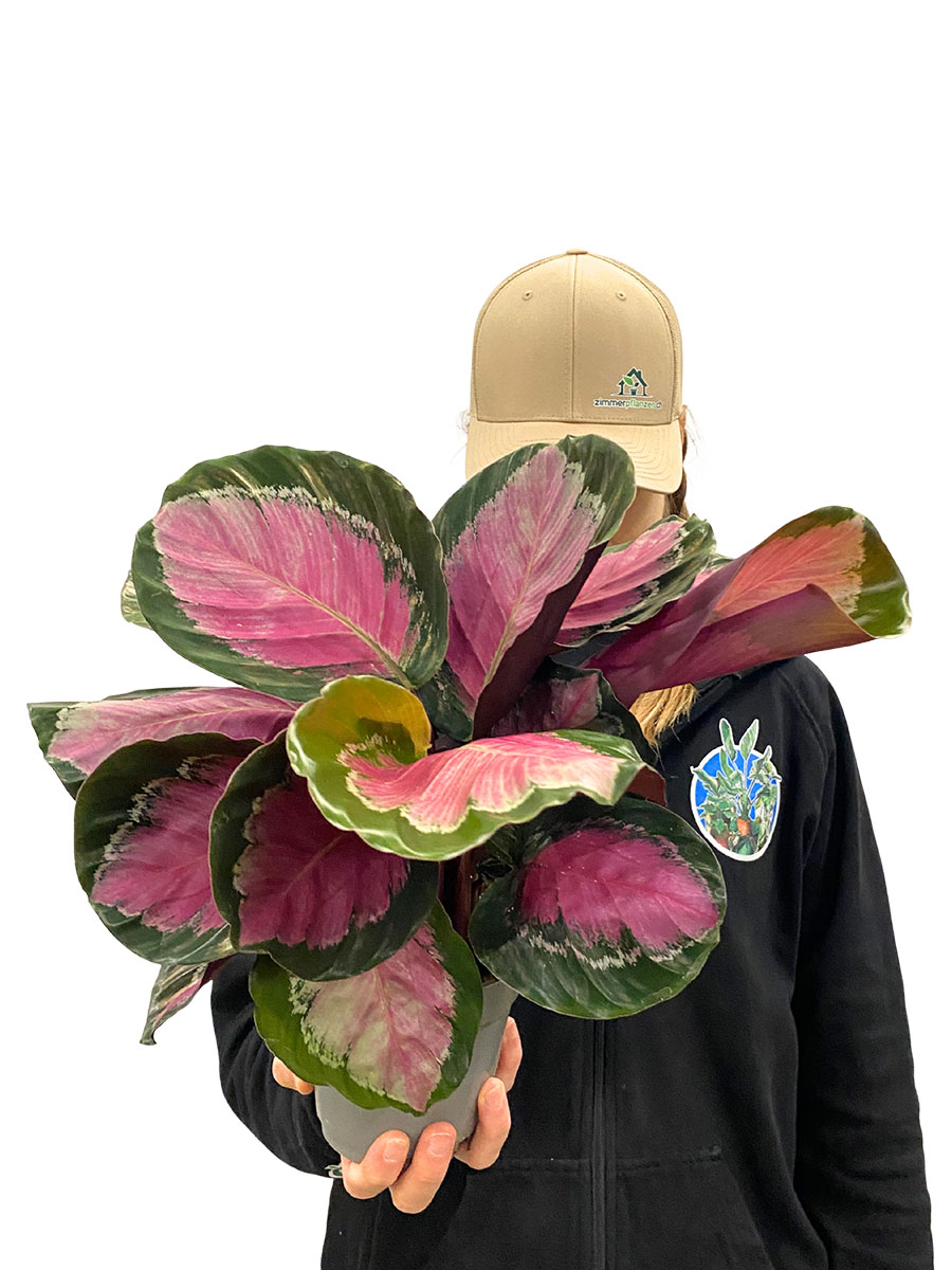 Calathea Roseopicta Rosy Calathea Roseopicta Rosy