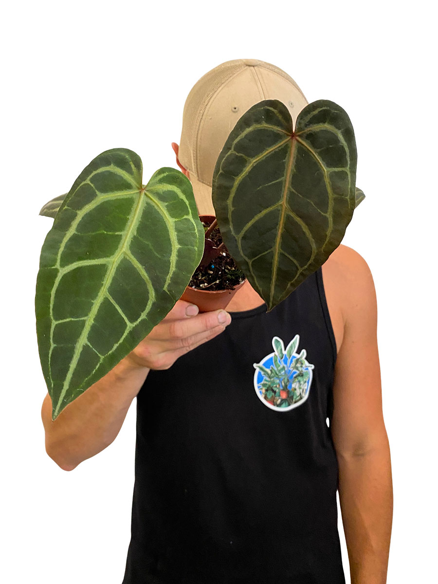 Anthurium DocBlock Sweet Home® 32 x Tortoise Shell Brown® 34
