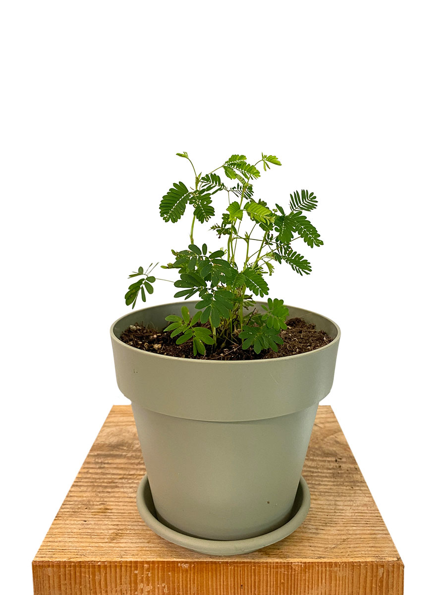 Echte Mimose Mimosa Pudica