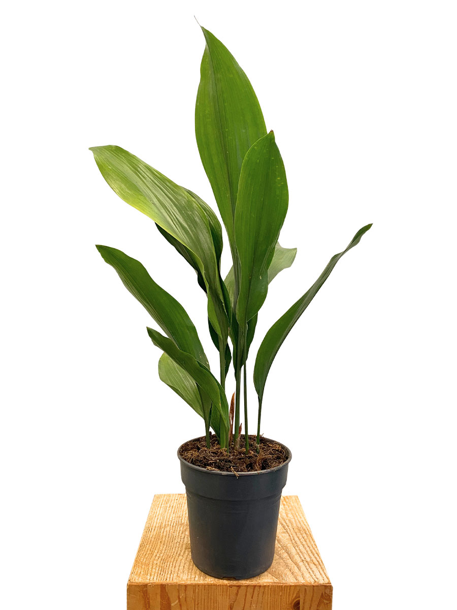 Schusterpalme Aspidistra Elatior - Ø15 cm