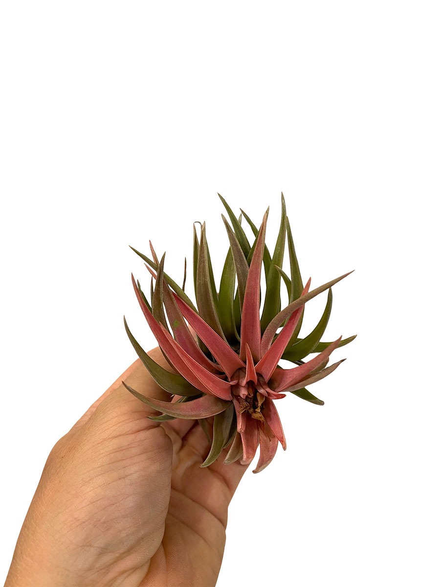 Tillandsia Cyanea Abdita