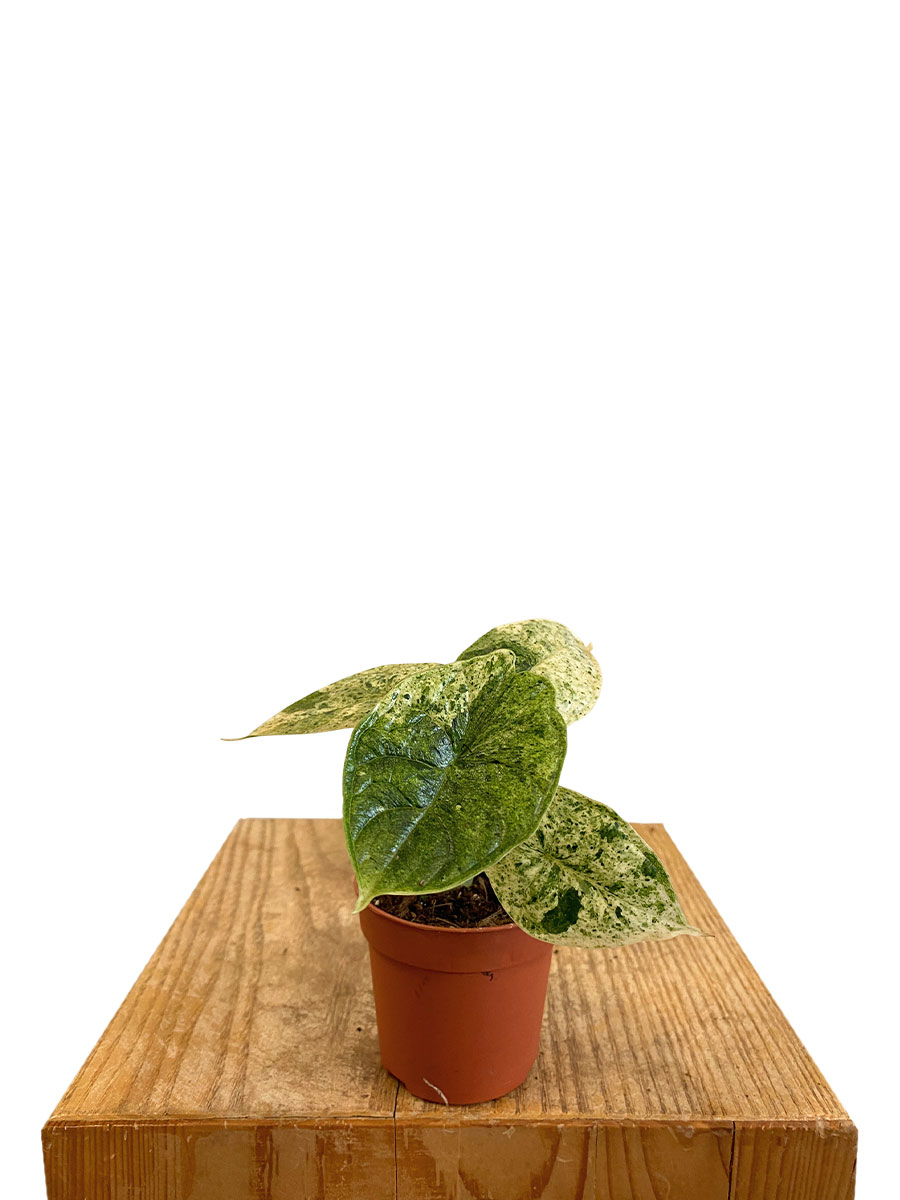 Alocasia Dragon Scale Mint Variegata