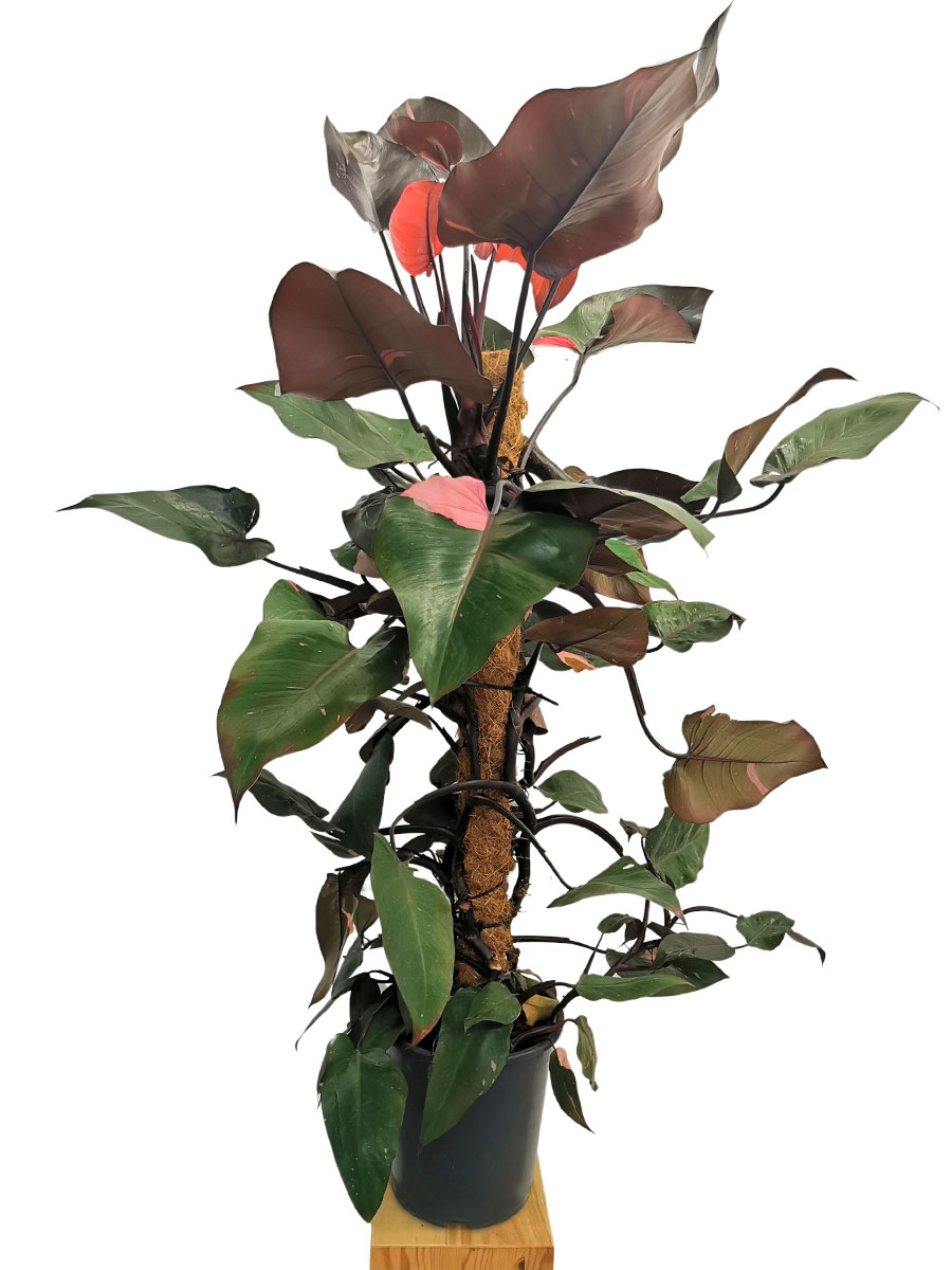 Philodendron Pink Princess 120cm