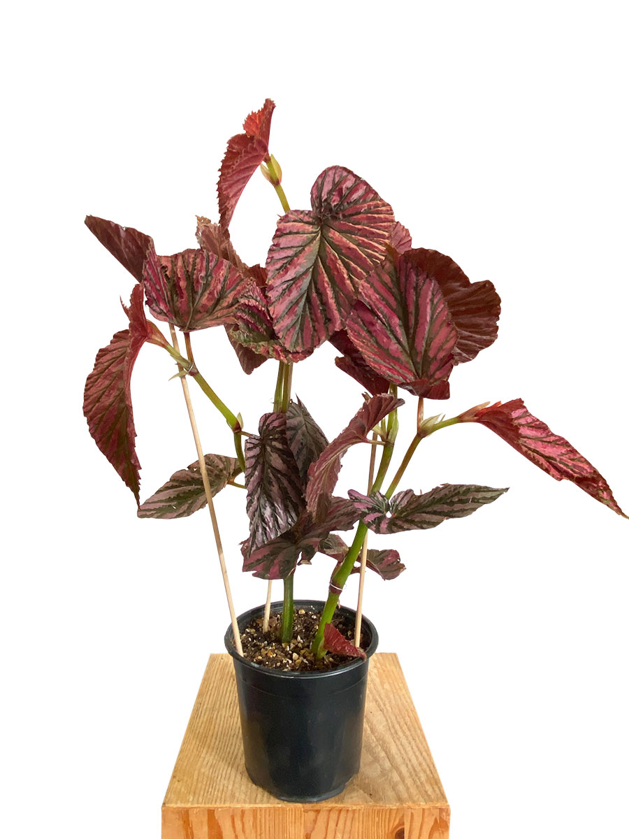 Begonia Brevirimosa ssp. Exotica - Gross