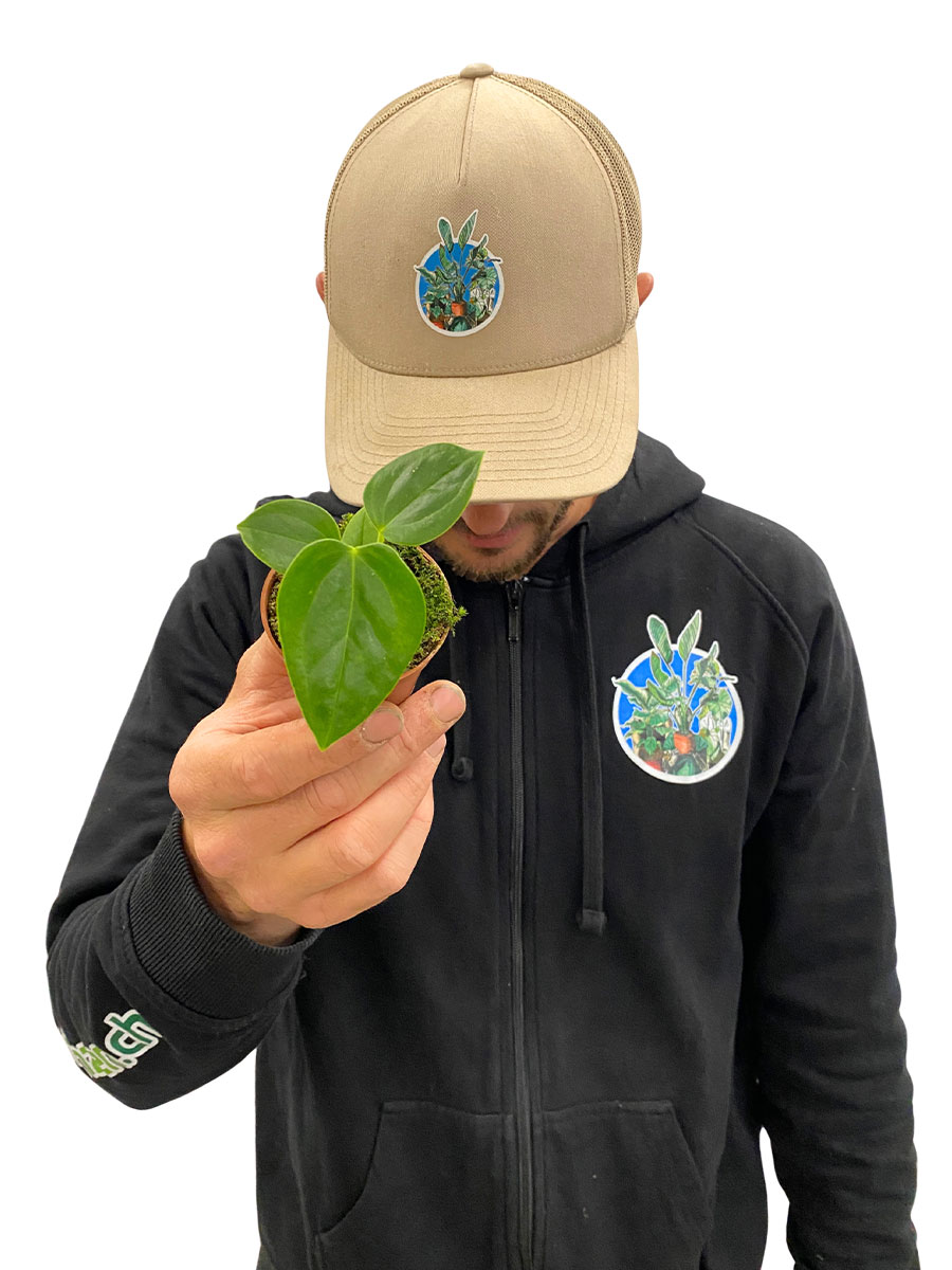 Baby Anthurium Veitchii