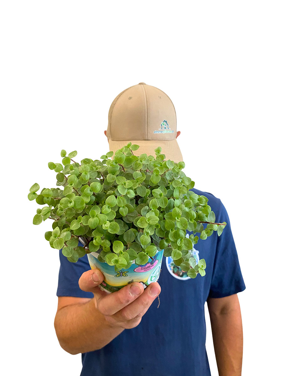 Callisia Repens Bio