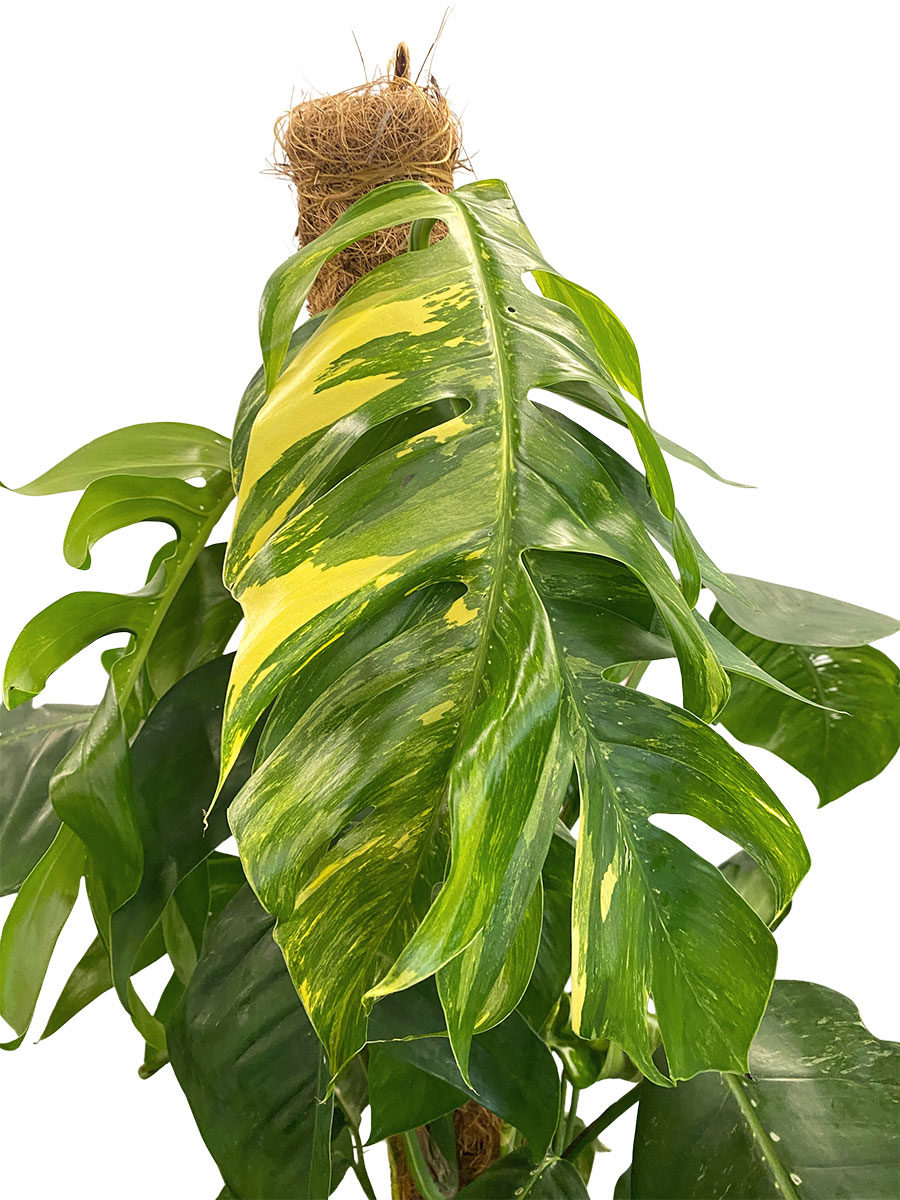 Epipremnum Albo Variegata Moosstab
