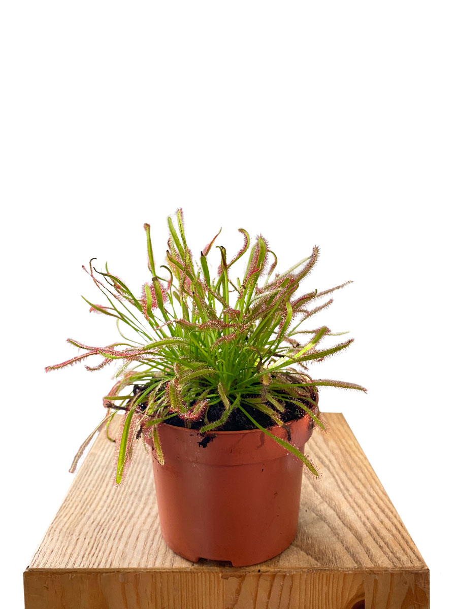 Sonnentau Drosera Capensis - Gross