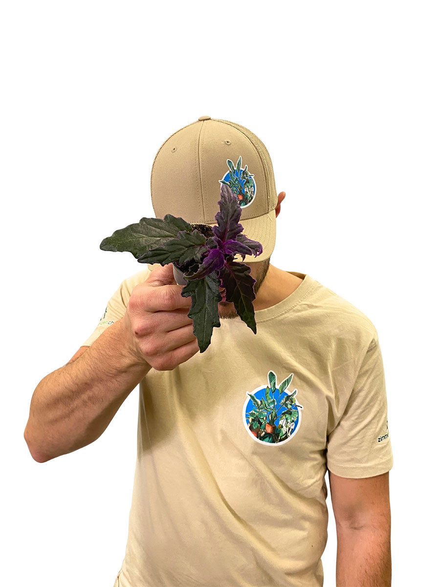 Baby Gynura Aurantiaca