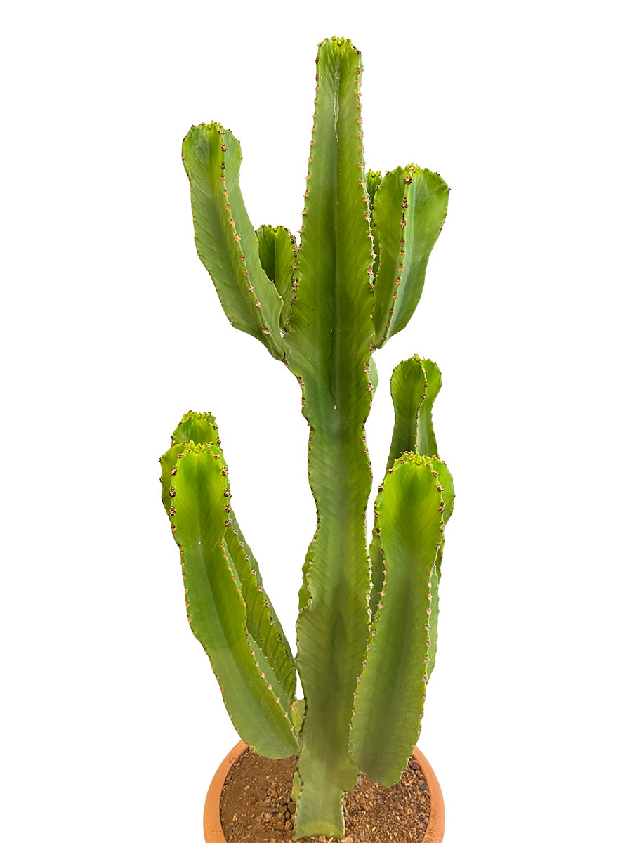 Euphorbia Eritrea - Gross