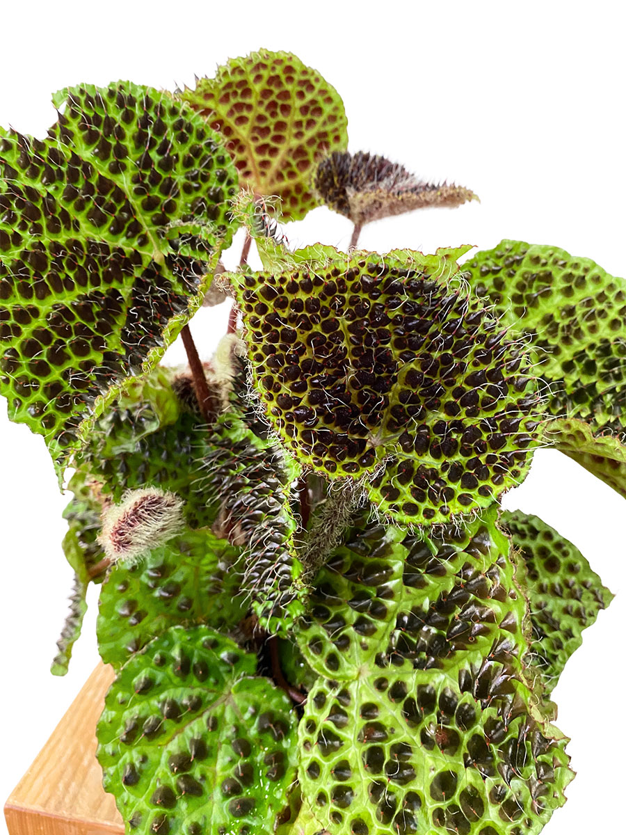 Begonia Melanobullata