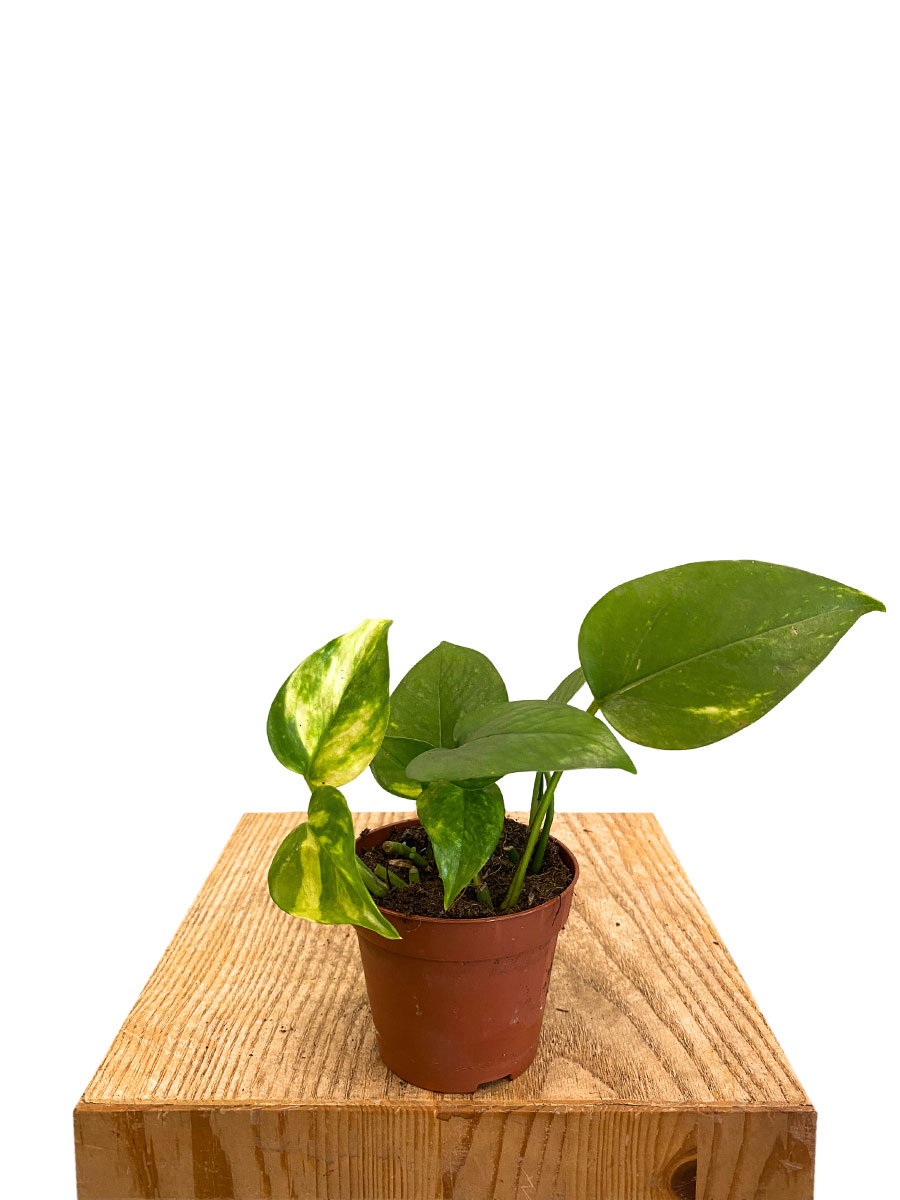 Baby Epipremnum Aureum